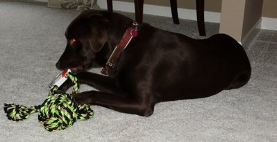 Opening his Xmas present!