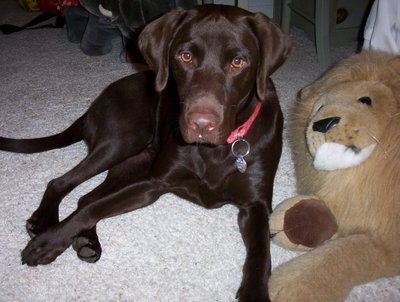 Chillin' with his buddy the Lion